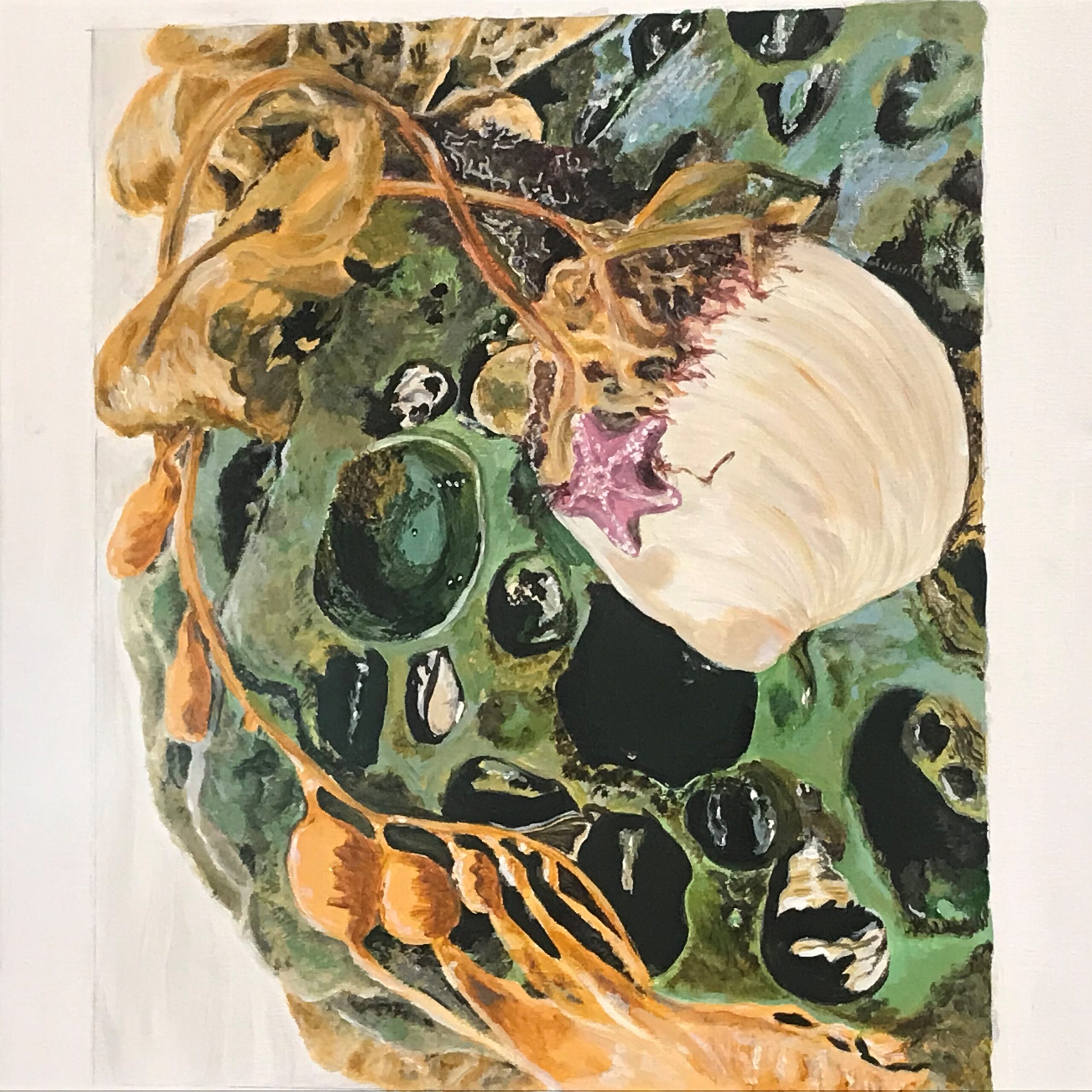 Sea coral with a shell in center and tiny starfish on top of shell with seaweed covering left side.