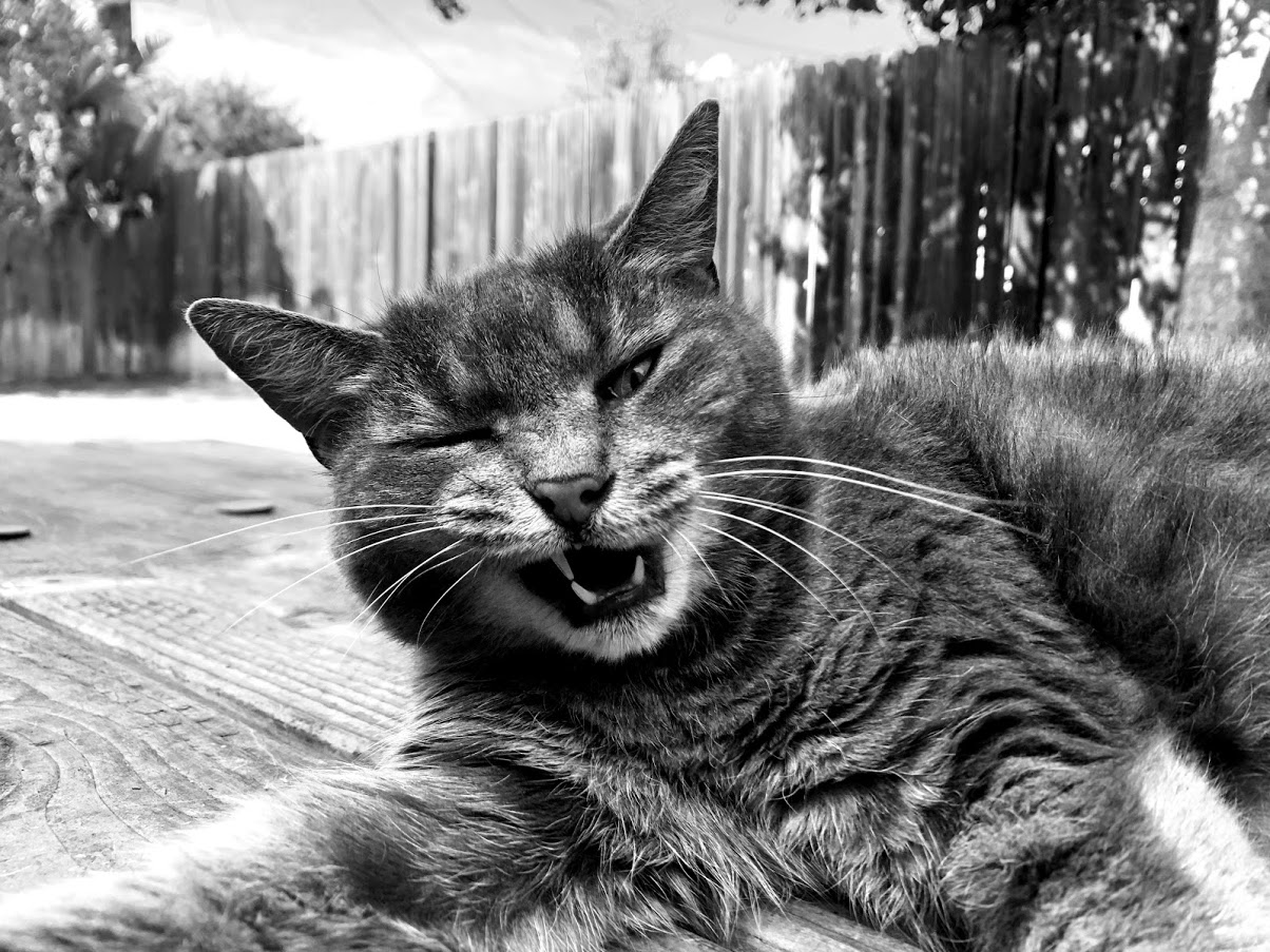 Cat laying outside with left eye winking and mouth partly open and a fence in background.