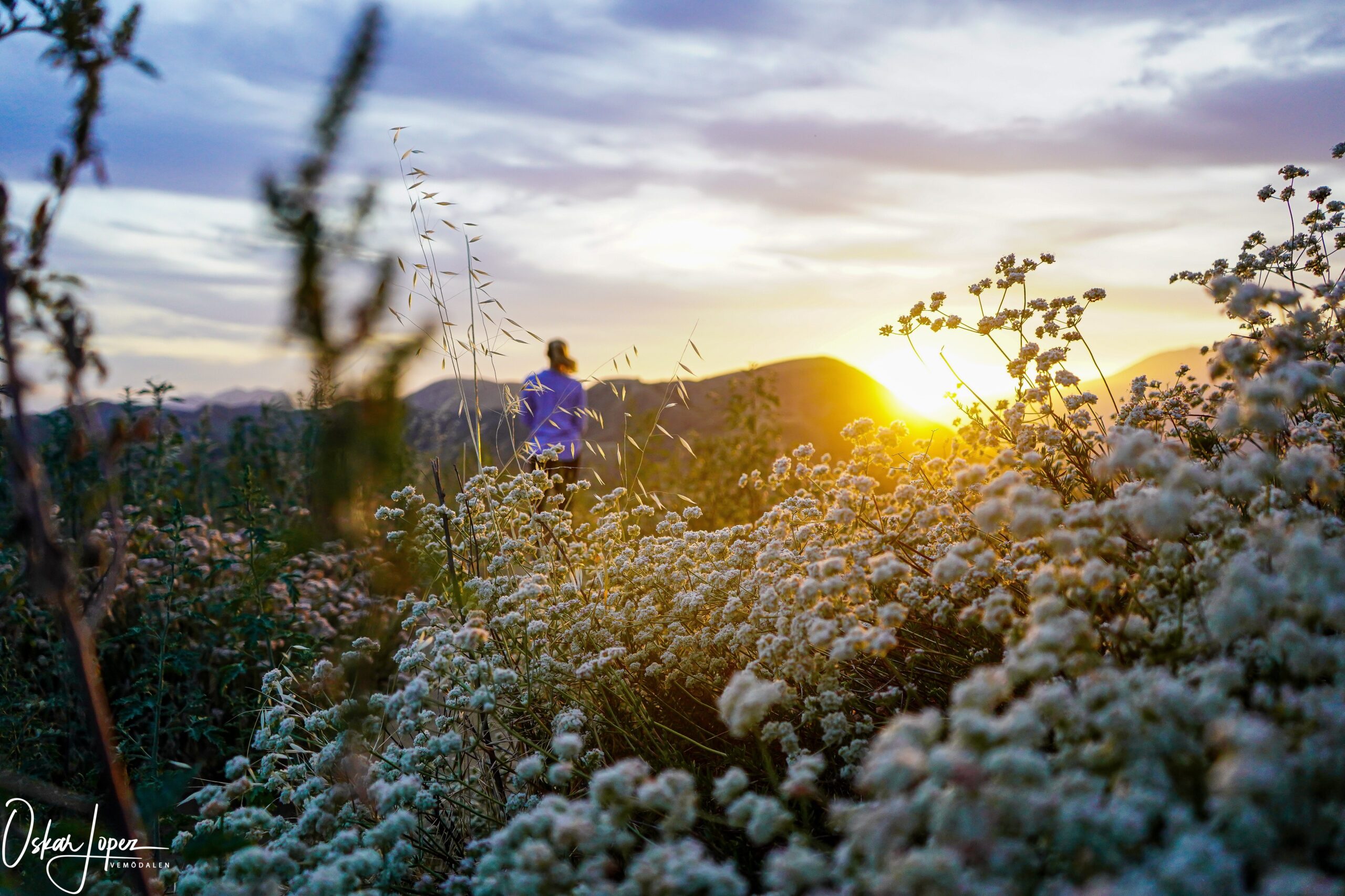 Sunset with mountains in background and flowers in front with woman running in the distance.
