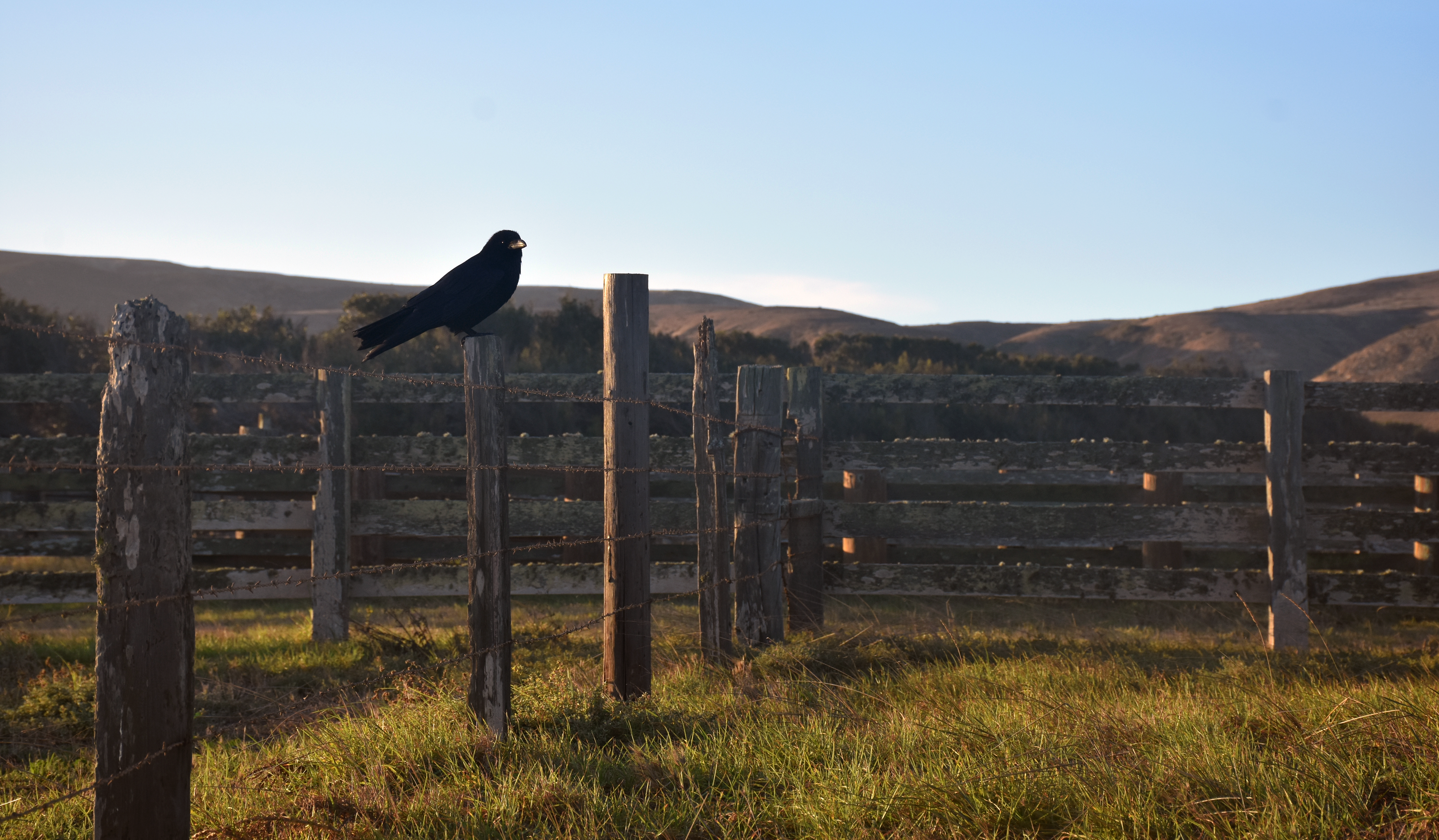 An old wooden fence with barbed wire in a grassy field with a crow perched on a fence post and mountains in the background.